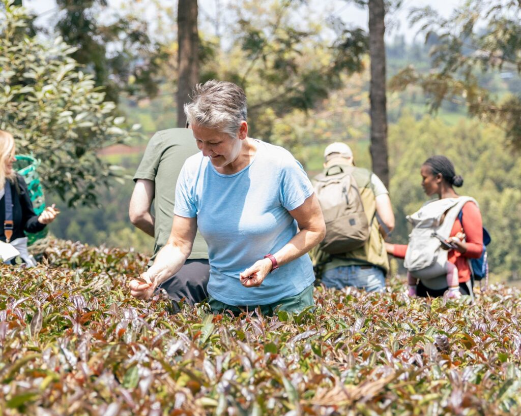 Guests picking tea at Gatura Purple Tea Farm
