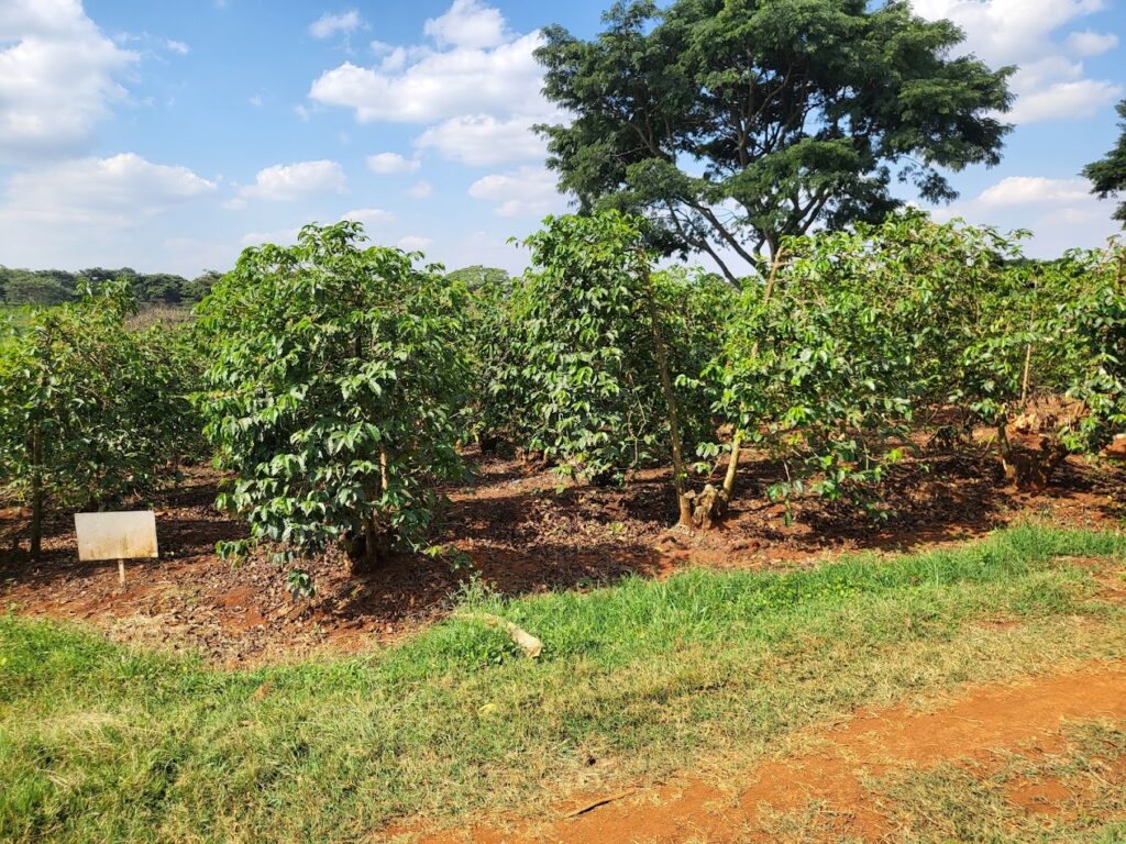 Coffee plantation at Fairview Coffee Estate in Kenya.