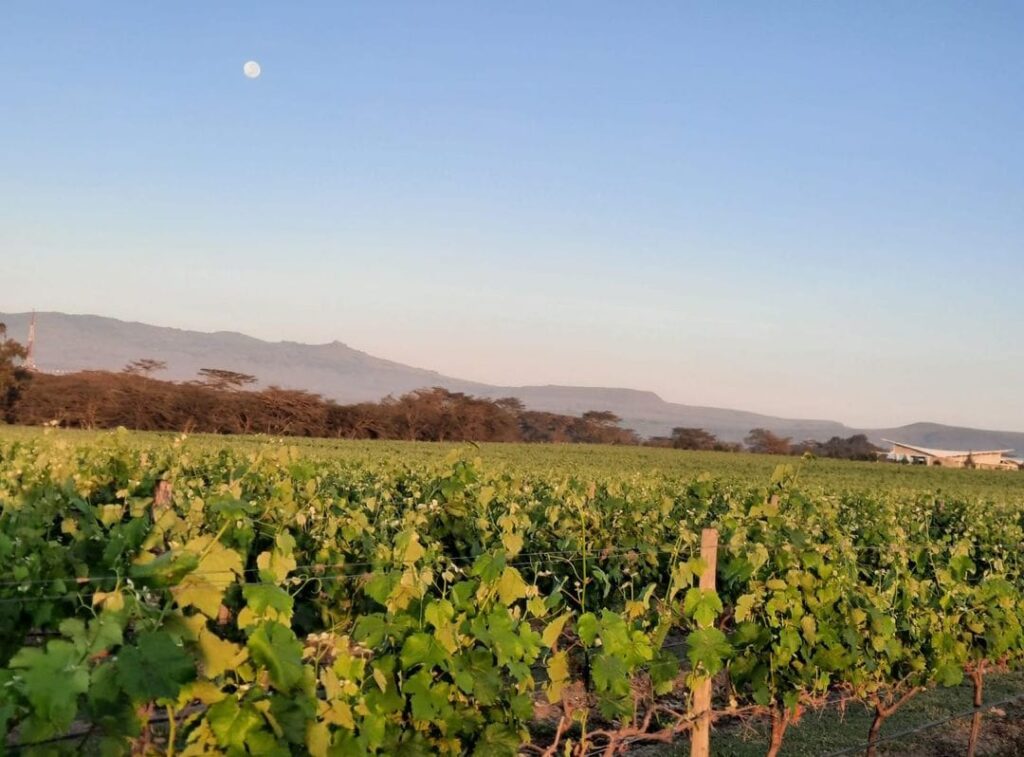 View of Leleshwa Vineyard at dawn