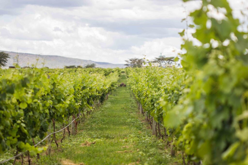 A view of Leleshwa Vineyard on a slightly cloudy day