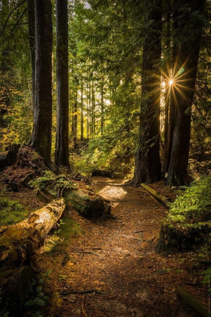 Ngare Ndare forest at sunrise