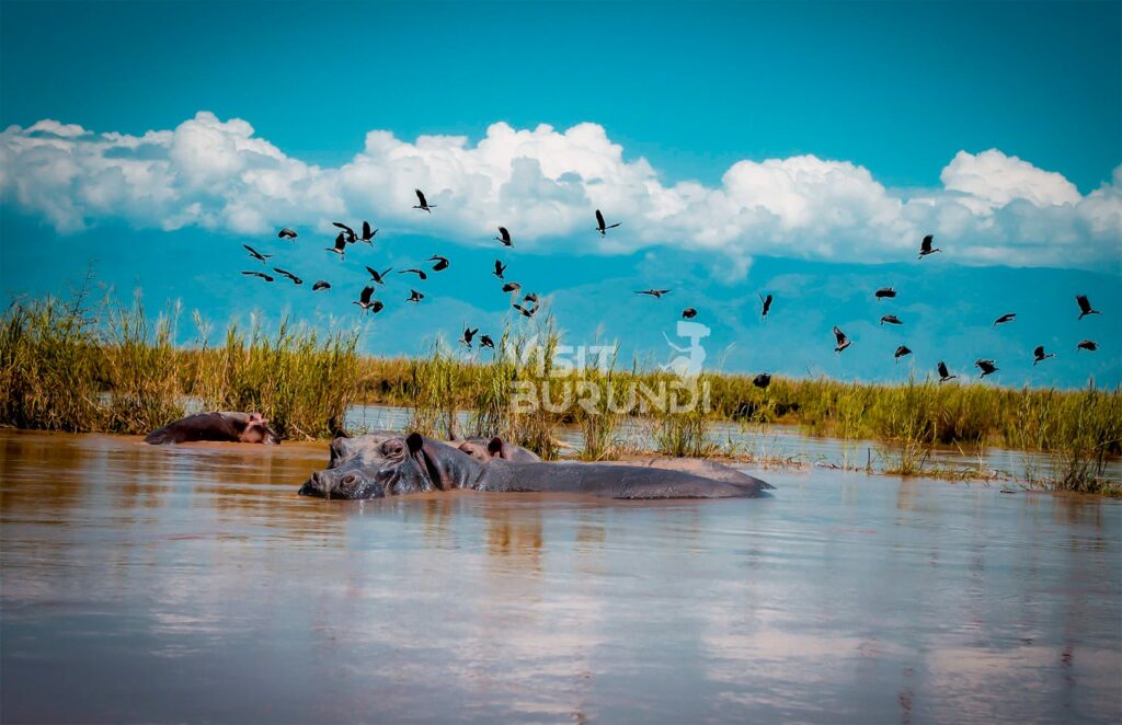 A hippo and birds in Rusizi National Park in Burundi