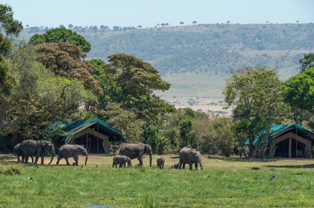 A small herd of young elephants passing through Governor's camp in Maasai Mara