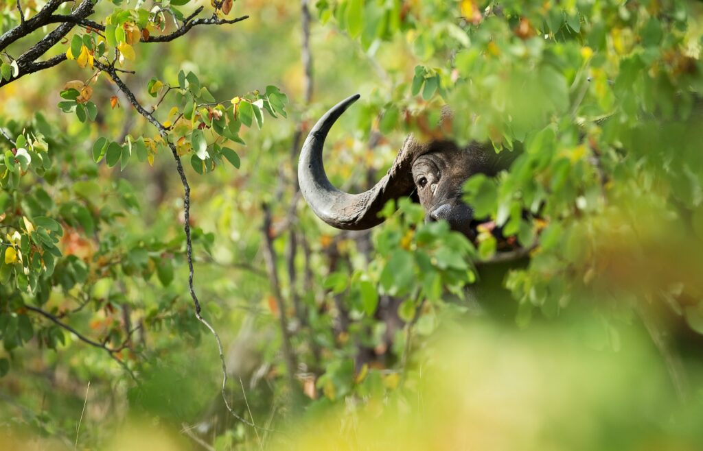 A cape buffalo hiding in the bushes at Ol Pejeta Conservancy