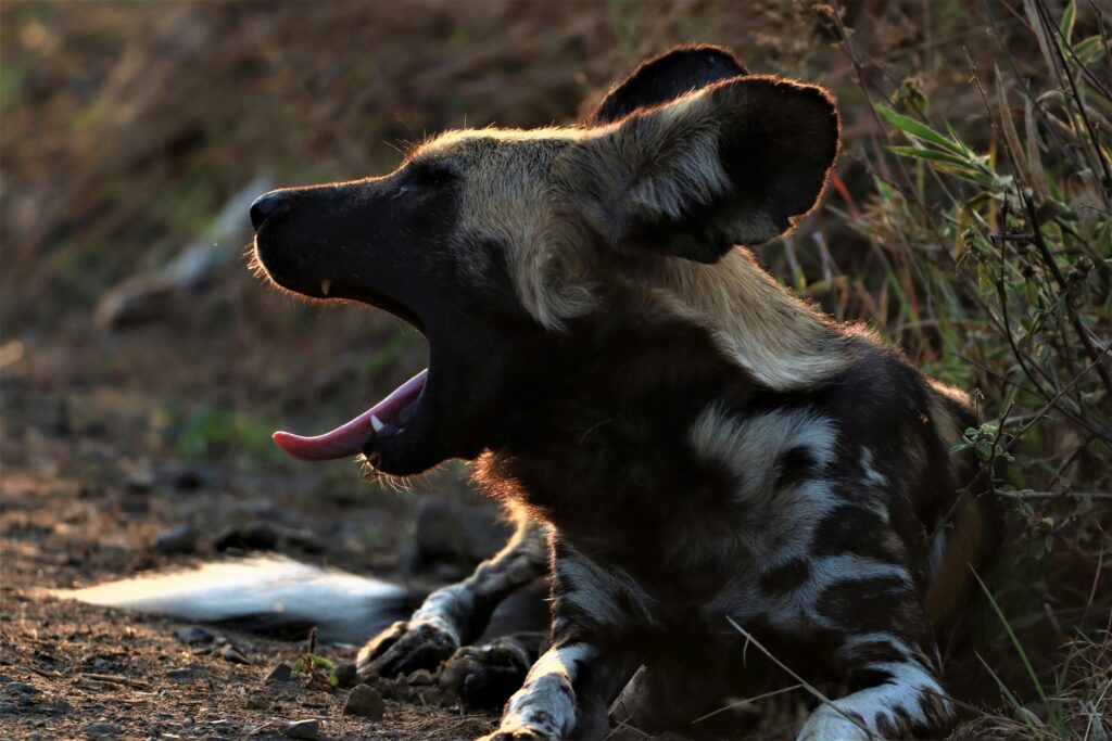A wild dog in Ol Pejeta Conservancy