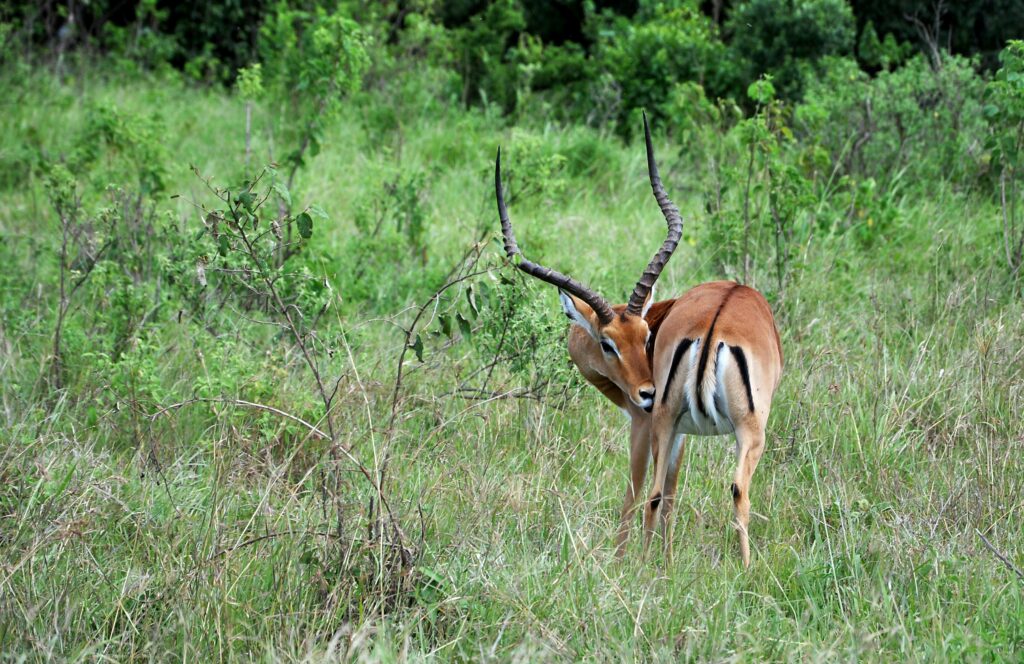 A Thomson's male gazelle grazing in the bushes at Ol Pejeta Conservancy