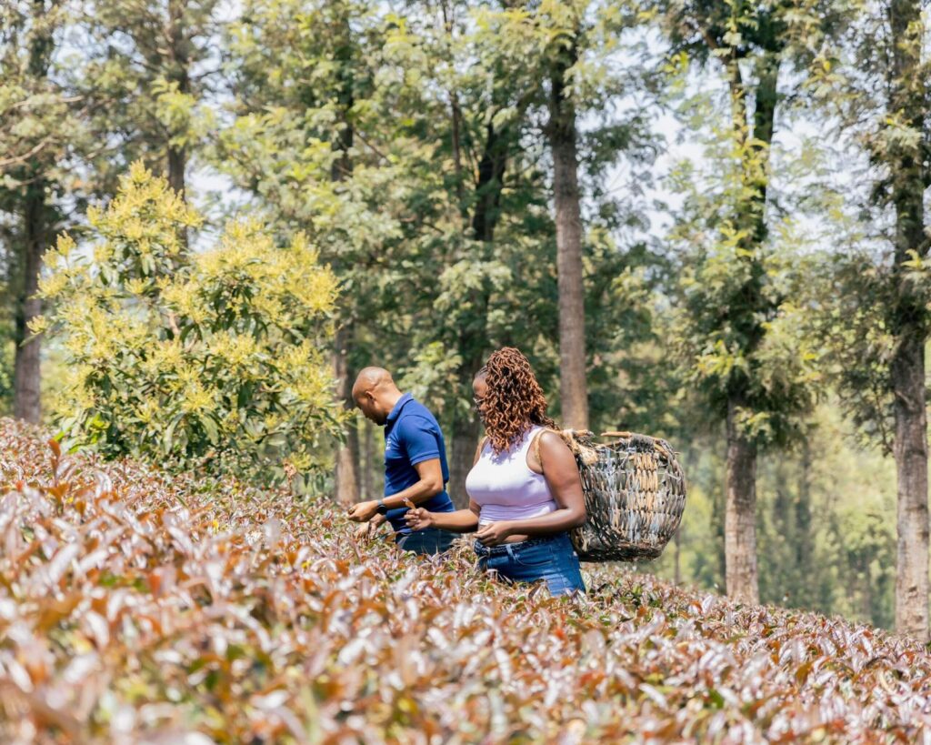 Visitors picking purple tea at Gatura Purple Tea Farm in Nyeri, Kenya