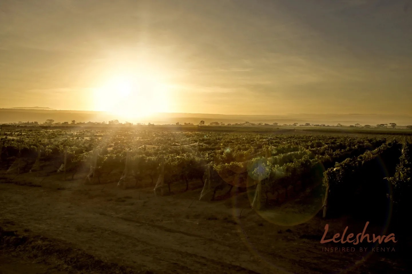 Vino Safari (Mara): Wine and Wildlife Adventure in Kenya’s Maasai Mara