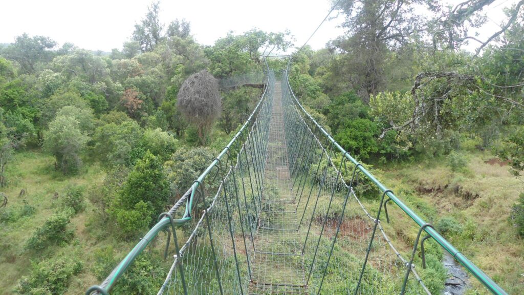 A view of Ngare Ndare forest from the walking canopy