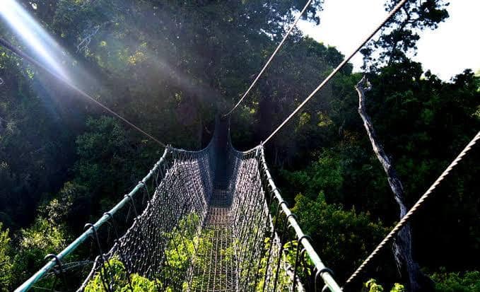 Canopy walk at Ngare Ndare