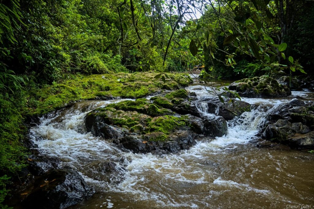 A river running through Ngare Ndare forest