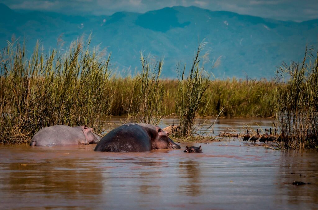 Hippos wallowing in mud at Rusizi National Park, Burundi