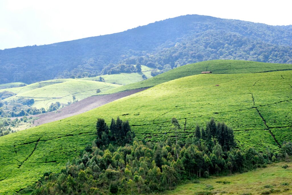 Teza tea plantation in Muramvya Province, Burundi