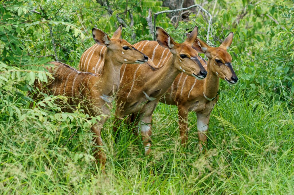 Three Bongo antelopes in the lush Aberdare National Park