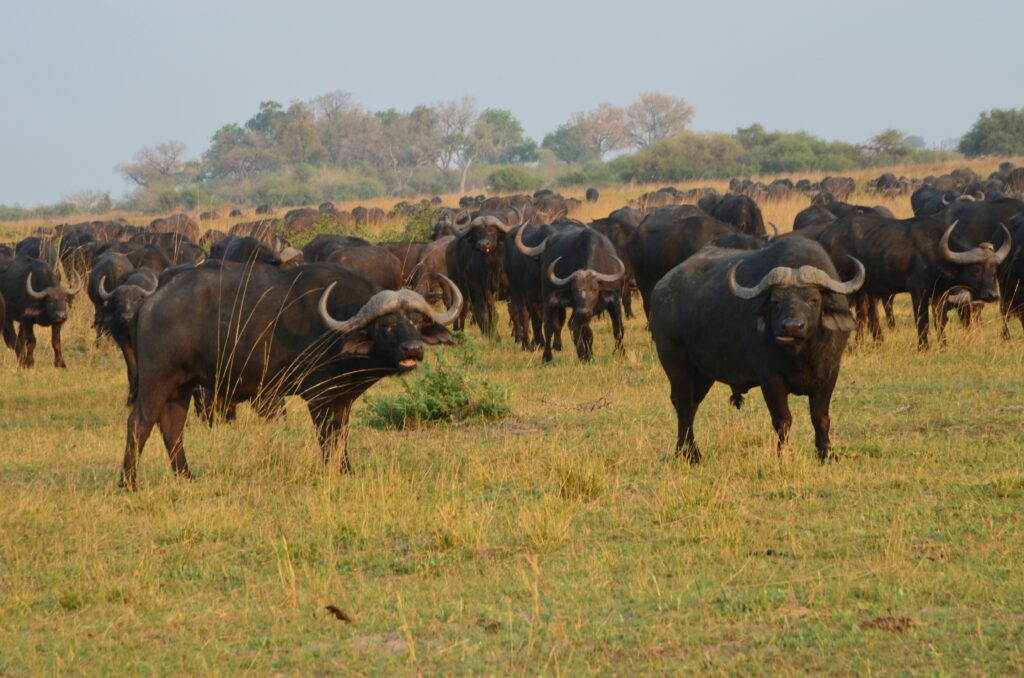 A herd of cape buffaloes herding in the plains of Maasai Mara