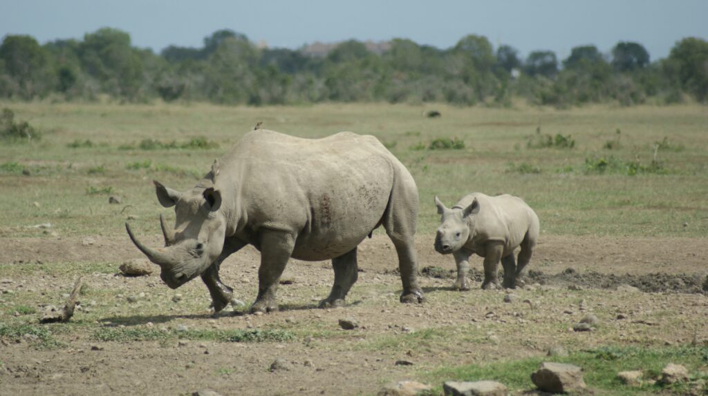 A black rhino and its calf walking in the plains of Ol Pejeta Conservancy