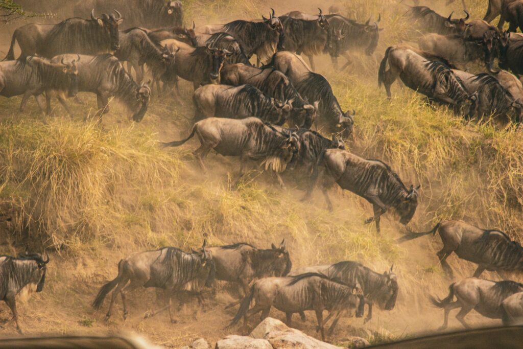 Wildebeest crossing a river in Maasai Mara during the Great Migration