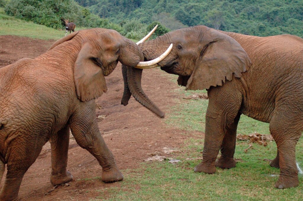 Two teenage elephants playfully spurring at Aberdare National Park