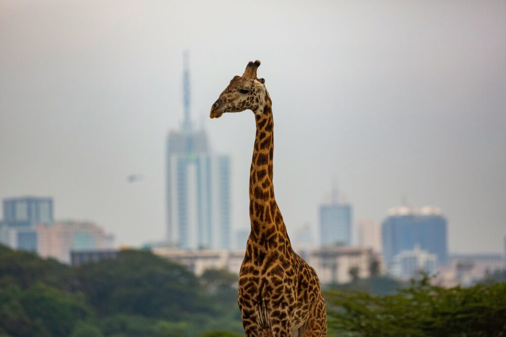 A giraffe spotted in Nairobi National Park against the backdrop of Nairobi cityscape