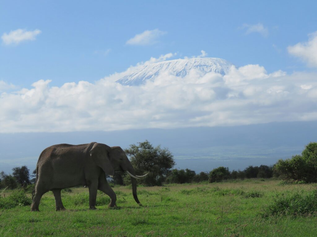 A lone elephant walking on lush green vegetation grass in Amboseli National Park with a view of Mt. Kilimanjaro