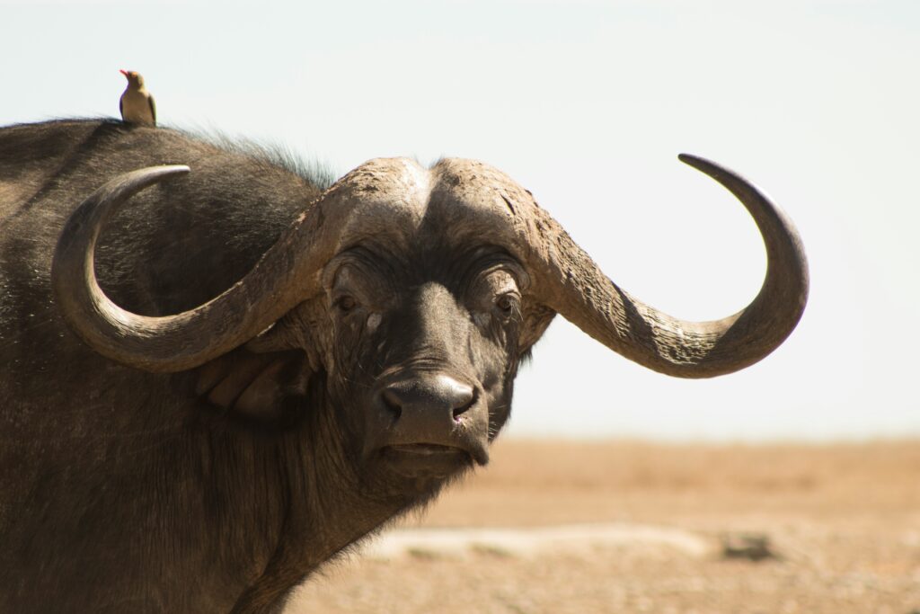 A cape buffalo in the plains of Ol Pejeta Conservancy