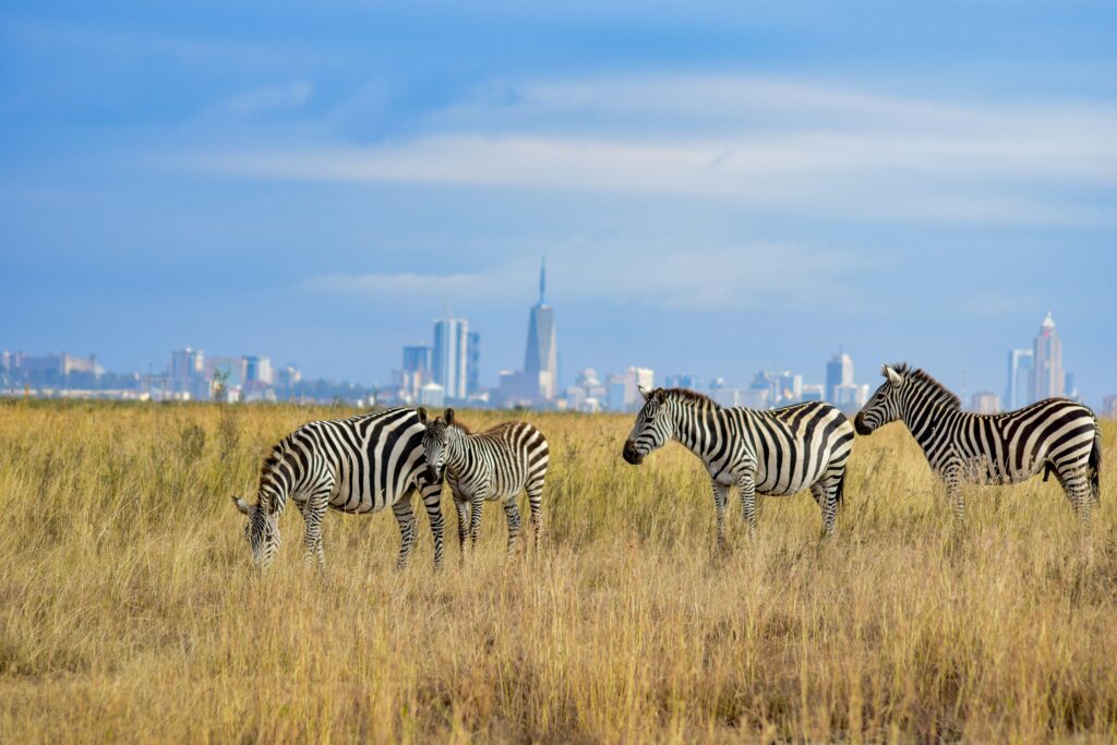 A herd of zebras grazing in Nairobi National Park with the City's skyline in the background