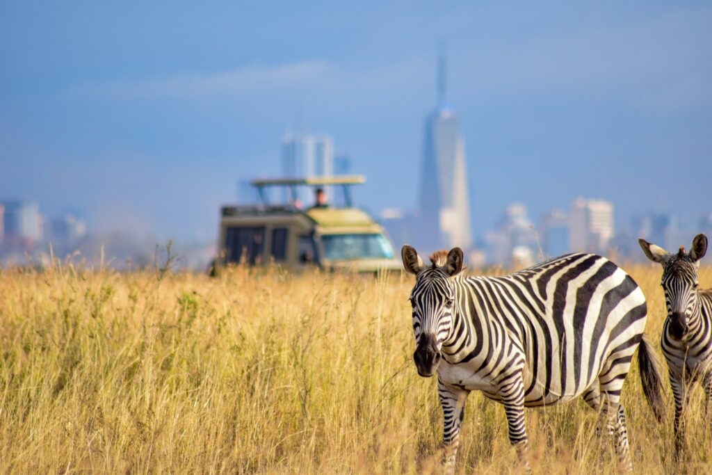 View of zebra in Nairobi National Park with a safari vehicle and Nairobi skyline visible in the background