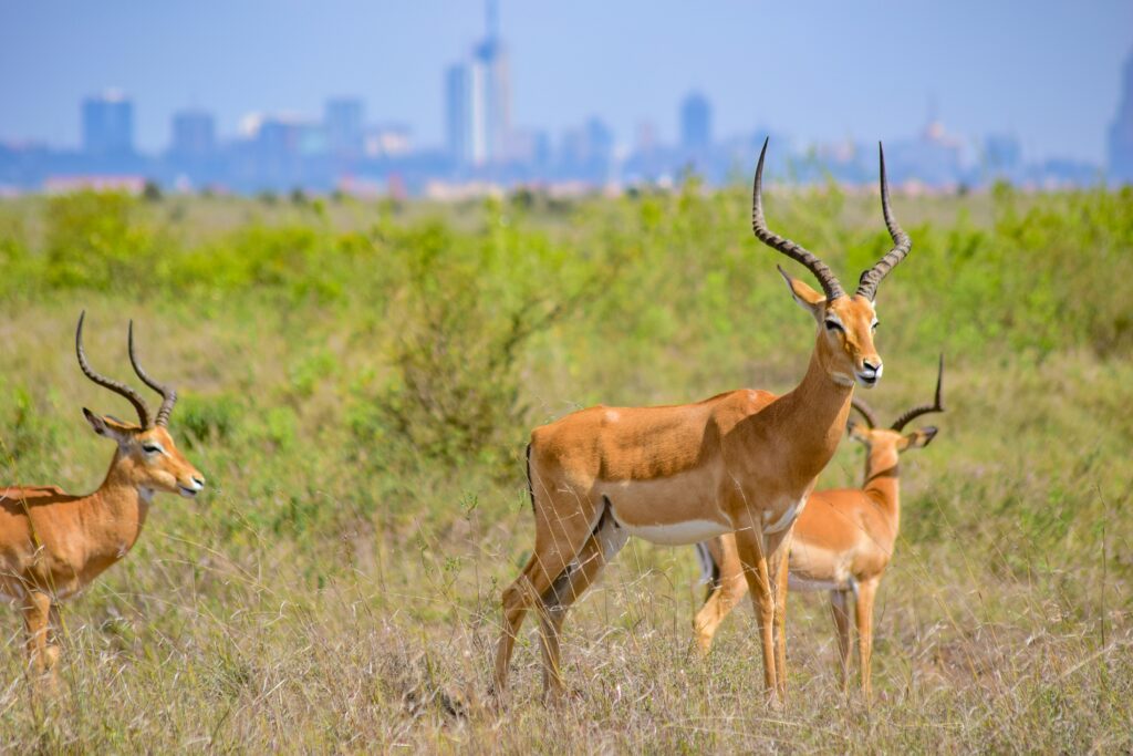 Two grant gazelles grazing in Nairobi National Park against the backdrop of Nairobi cityscape