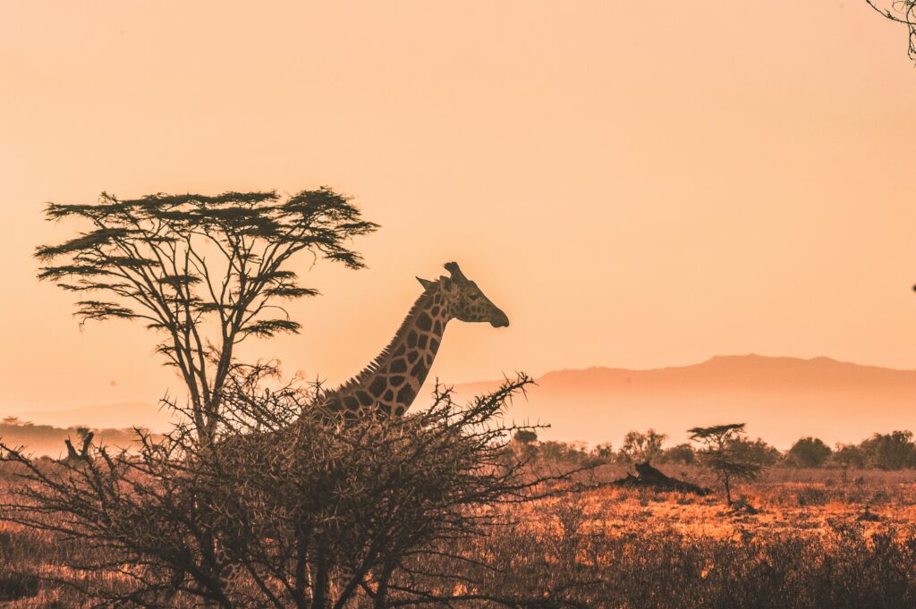 A giraffe spotted standing in Maasai Mara at sunset