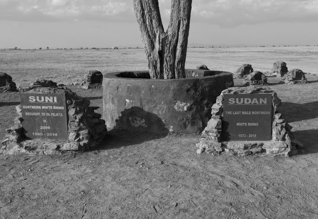 The grave of Sudan, the last Northern White Rhino in Ol Pejeta Conservancy
