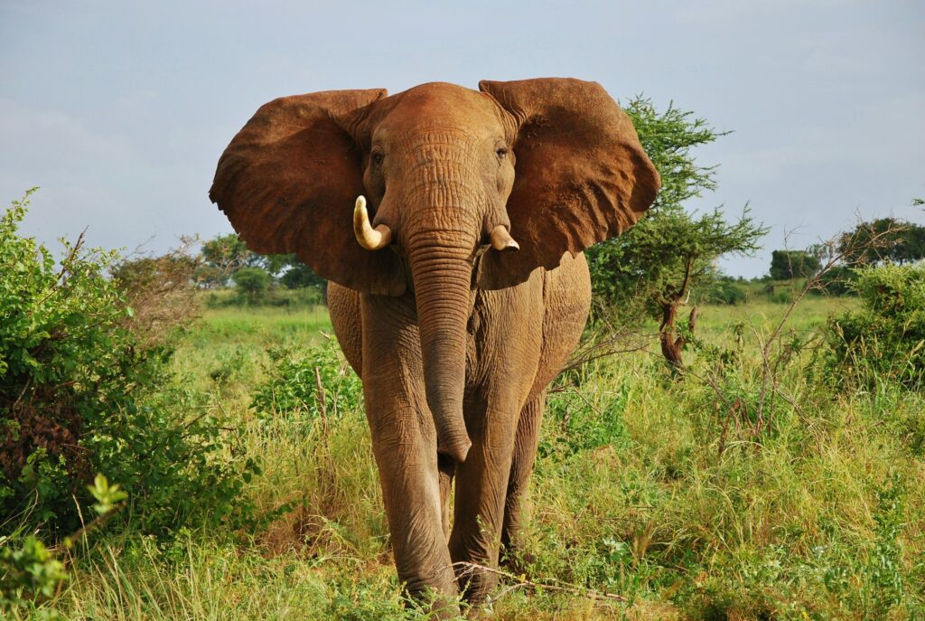 An elephant standing in Meru National Park