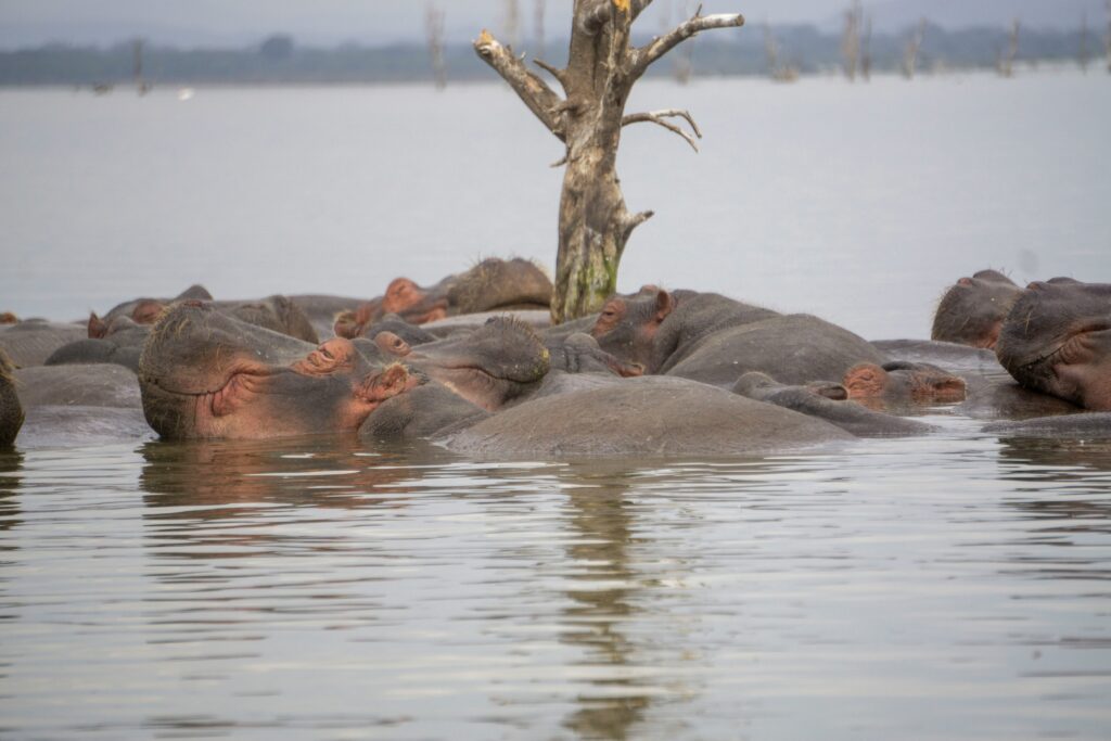 A group of hippos floating on Lake Naivasha