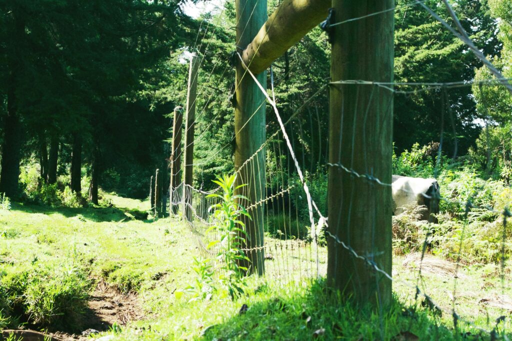 An electrical fence around the lush Aberdare National Park