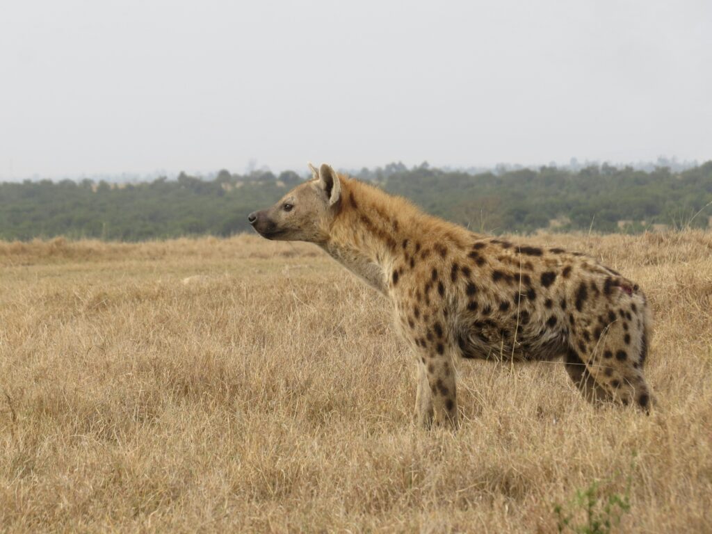 A hyena in the plains of Ol Pejeta Conservancy