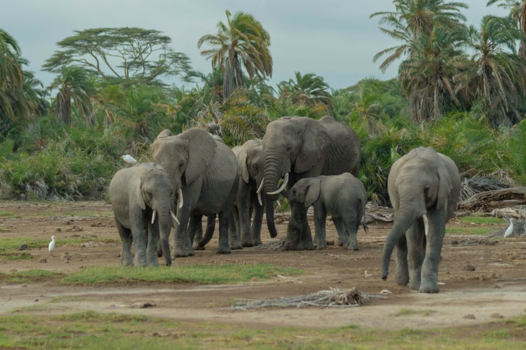 A small herd of elephants grazing in Amboseli National Park near duom palm trees