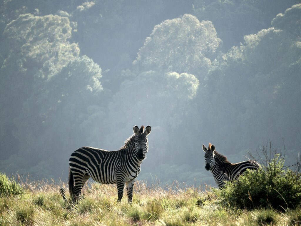 Two zebras in Aberdare National Park