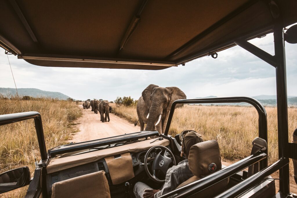 A herd of elephants walking past a safari vehicle in Maasai Mara