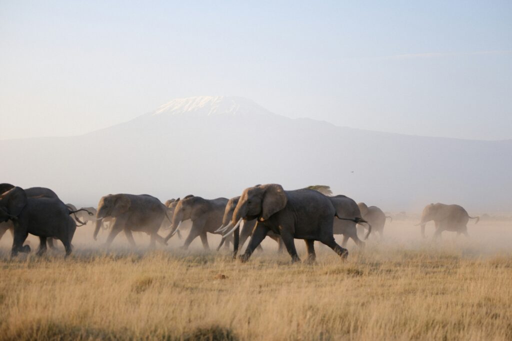 A herd of elephants sprinting in a dust cloud in Amboseli National Park, in the backdrop of Mt. Kilimanjaro