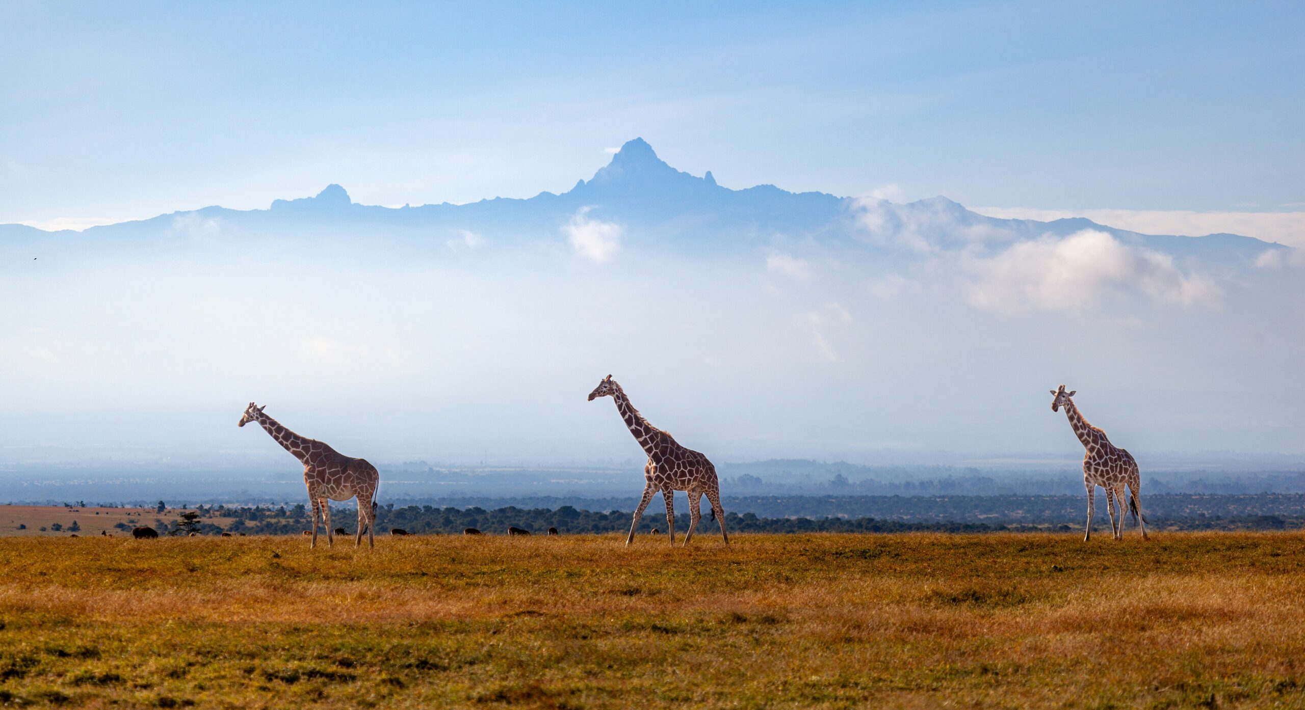 Mt. Kenya (West) Odyssey — A Journey Through Kenya’s Wild Heart