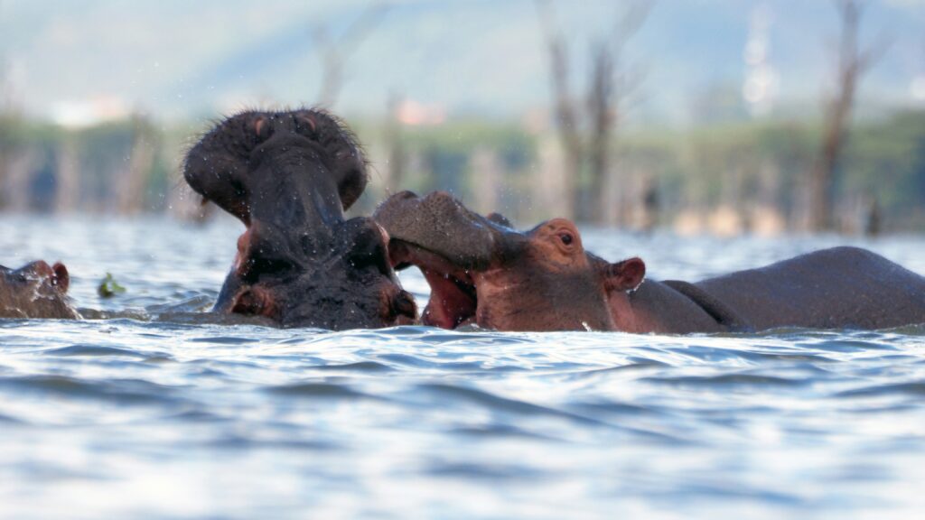 Two hippos spurring in Lake Naivasha