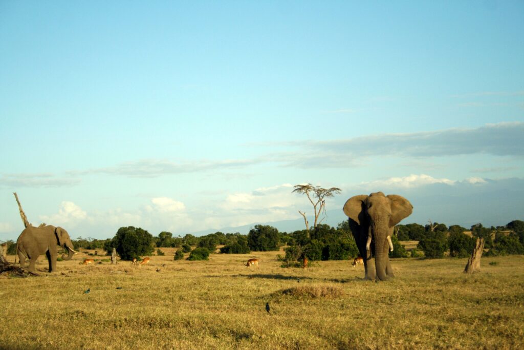 A lone elephants in the plains of Ol Pejeta Conservancy