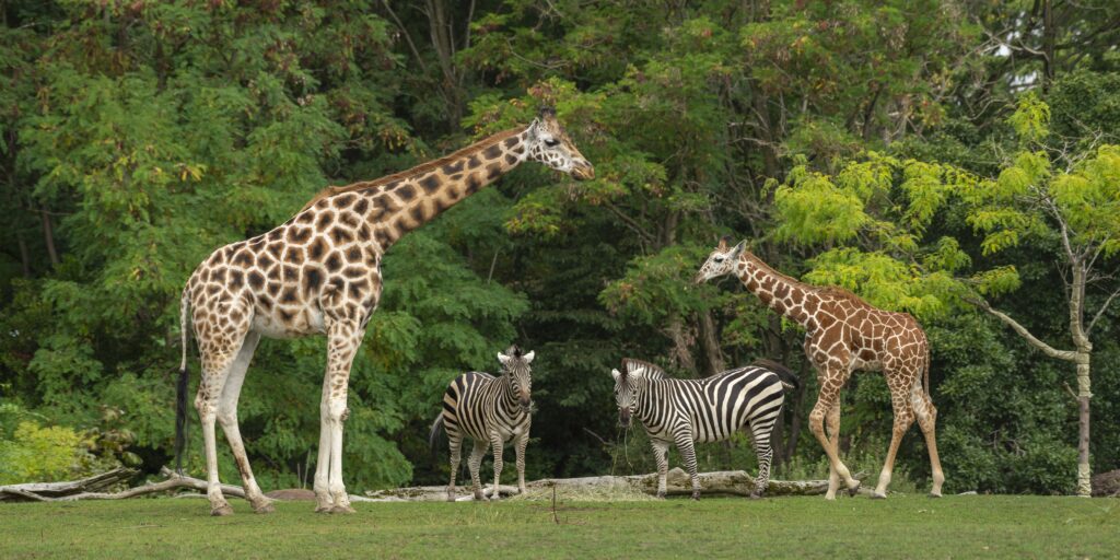 Two giraffes and two zebras in Aberdare National Park