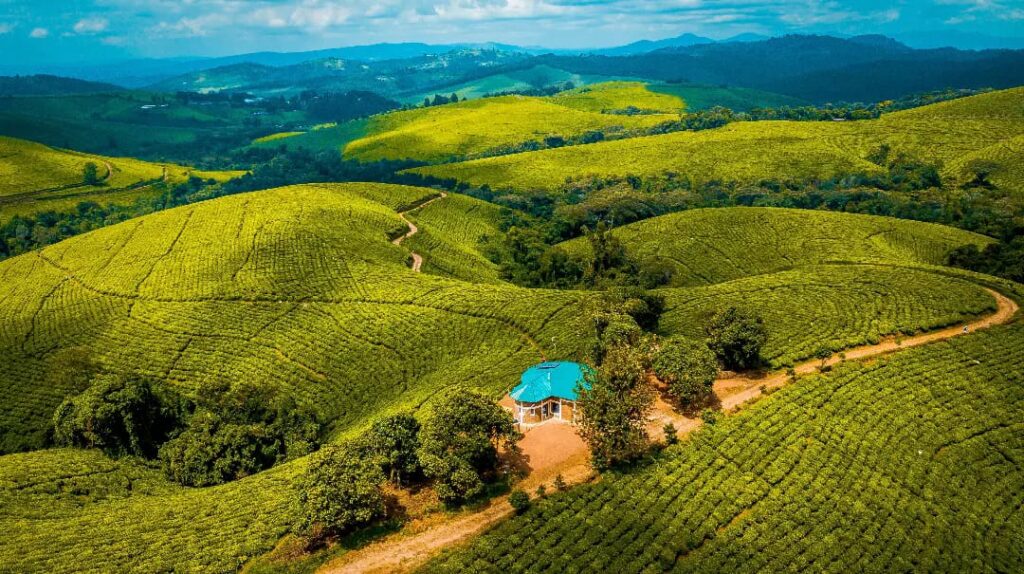 Teza Tea Plantations